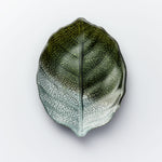 28cm Glass Plate - Leaf Design - Green & Silver | Sienna  Glass 